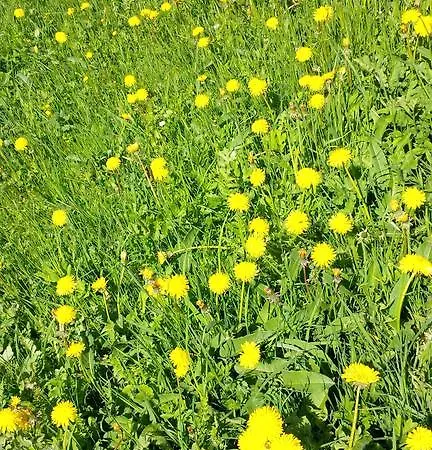 Drei Tannen Tannheim