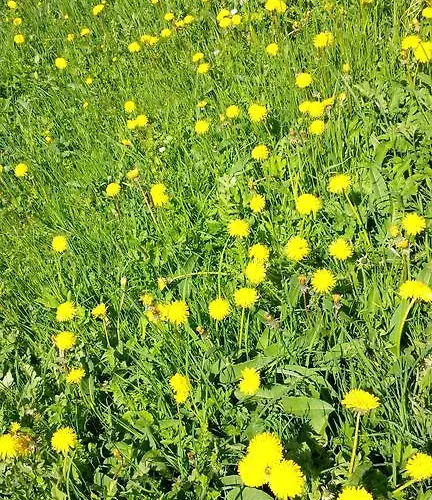 Drei Tannen Tannheim