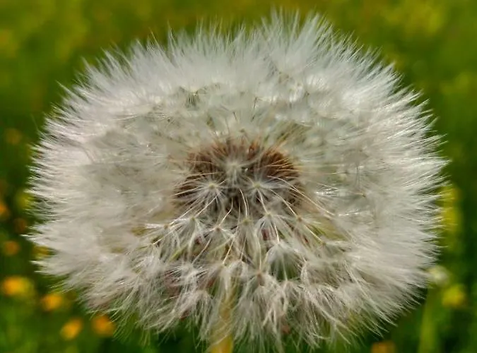 Drei Tannen Tannheim